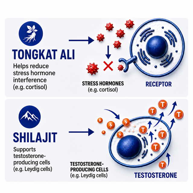 2. It protects your testosterone during rapid weight loss when it's most vulnerable